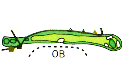 Large