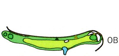 Large