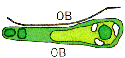 Large