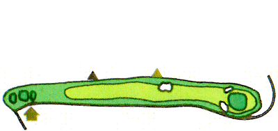 Large