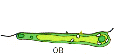 Large