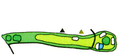 Large