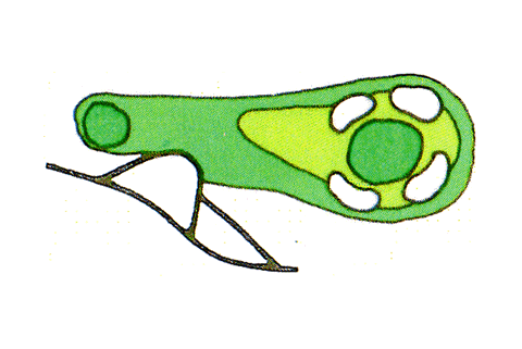 Small