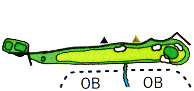 Large