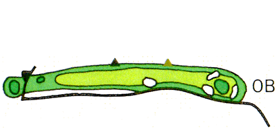Large